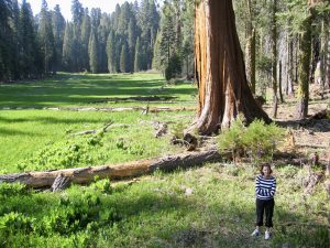 best things to do in California: Sequoia National Park