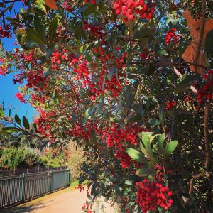 Toyon berries in Los Angeles