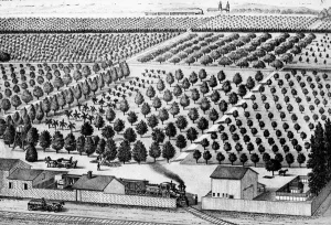 Wolfskill Ranch, c1880