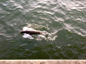 Seal at Santa Monica Pier