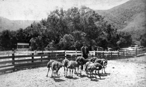 The Rancho Los Feliz ostrich farm, circa 1885